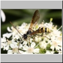 Exenterus amictorius - Schlupfwespe - Parasite of Diprion pini 088g 11mm-fdet02.jpg